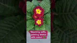 &ldquo;Nature chose these colours with love 🌸&rdquo;#shorts #primrose  #flowerlovers #naturecolors #homegarden