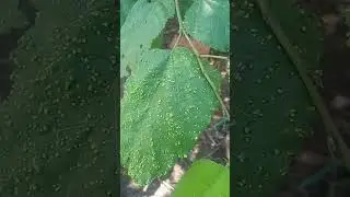 Hoja de Guasimo.