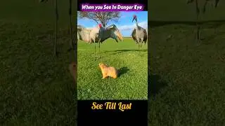 When Danger Comes 😱☠️🔥#animals #wildanimals #viral #trending #shorts #ytshorts ✨