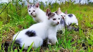CUTES Kitten Meowing - Cat Cute - Animal 2023 - part 822