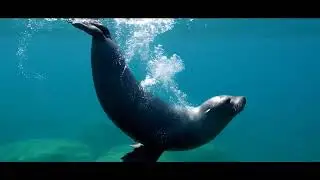 Seal pup's water play with a penguin friend 