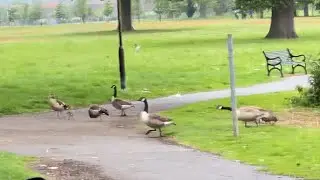 The goosening 2