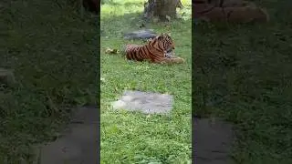 Baby Tiger at Disney World