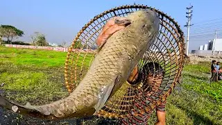 Unbelievable! The Crazy Boy Most Satisfied Big Monster Fish Hunting || Saima Fishing