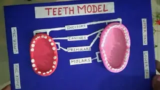 😱Teeth Model #trend #viral #science #project #teeth #clay #model #craft #trending #video #shortsfeed