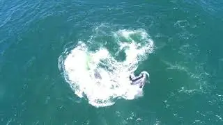 Hunting Orca Pod Separates Larger Grey Whale From Her Calf in Monterey Bay Encounter