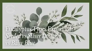 Eucalyptus Types Explained | Seeded vs Silver Dollar vs Baby Blue (Florist-Pro Guide)