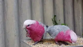 Very close footage with MM 2 of pink galahs.