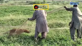 Quails Hunting with nett & Dog | Batair ka Shikar | Dogs Hunting Quails | @ExplorePotohar