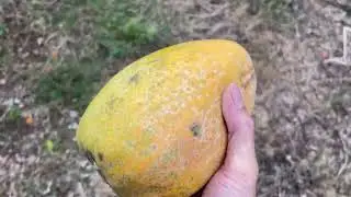 Quiet moment: picking papaya for my hedgehog | ASMR