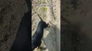 #Rottweiler dog sale🤑#shorts #shortsfeed#trending #trending #trending #viral