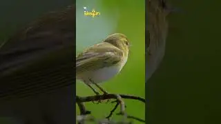 Willow warbler bird&mdash; #ideagiri #birds #birdsong #birdslover