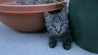 Feral Kitten Hunting Bugs
