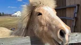 Horse barn. Private horse farm. What is the average cost of building a horse barn?