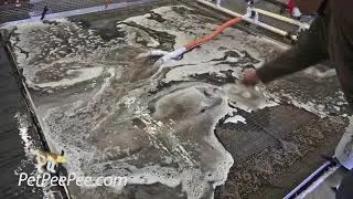 PetPeePee company | How's Oriental rug should be clean from dog urine odor