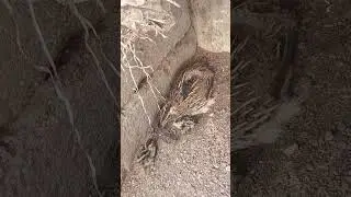 quail mother caring chicks in telugu  #quail #chicken @quailSound123