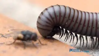 Macro Video Millipedes and Ants - FZ200 + Raynox DCR 250