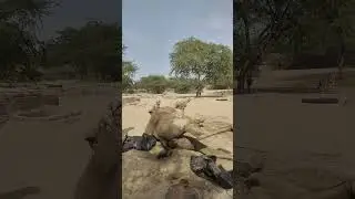 &ldquo;Unbelievable! Camel Stuck in Thar Desert Sand 😱&rdquo;#shortsfeed #foryou
