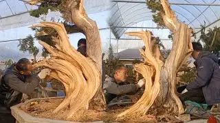 How to make a Bonsai Sharimiki Style