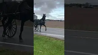 Amish lady waving to me in  her buggy and horse  ￼Kenton Ohio 10/14/24