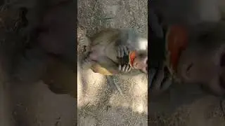 Mangal ki sewa