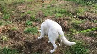 BTWW Wahlman tracking training