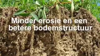DSV zaden │TerraLife groenbemestermengsels