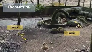 BIO661 ANIMAL BEHAVIOUR VIDEO PRESENTATION (EGYPTIAN GOOSE)