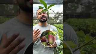 Benef&iacute;cios de uma muda enxertada de manga 🥭