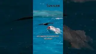 Olbrzymi karanks: największy drapieżnik oceanu 🐟💪