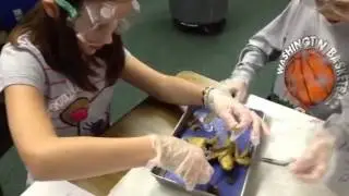 Frog Dissection   Biomedical Module