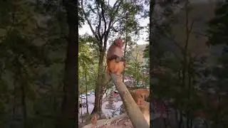 feeding monkey #shorts (1)