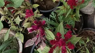 How to save Cosmos flowers seeds/Cosmos flower care tips/how to care Cosmos flowers 