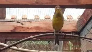 Canary canari Timbrado sings like Goldfinch  Kanarienvogel singt wie Stieglitz 2014 - 5 mois