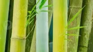MÁY CÀY BÁN KOBUTA L4508  VỪA BÁN VỪA CHO GIÁ CHỈ 26,5TR CẢ ĐẦU MÓOC XỚI CHẢO 