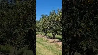 Australian Orange Farm #aussielife
