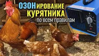 ОЗОНирование (дезинфекция) курятника по всем правилам БЕЗ ВРЕДА ДЛЯ КУР