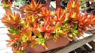 SUCULENTA CR&Aacute;SSULA CAPTELA CAMPFIRE COMPLETAMENTE RECUPERADA/VEJA O VIDEO E DESCUBRA O QUE EU USEI