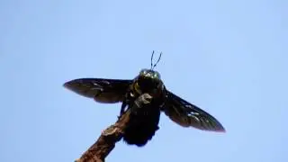 Carpenter Bee sunbathing (20July2014b)