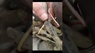 Paano mag wiring NG Walang kuryente na xtz Yamaha 125  #followers #wiring #xtz #fyp 