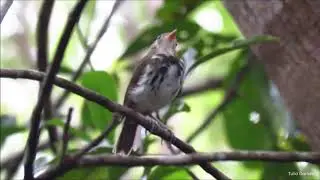 V&iacute;deo 104 - Corythopis delalandi, estalador, Southern Antpipit