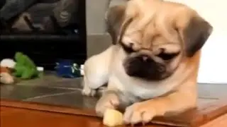 Curious pug has mind blown by apple slice