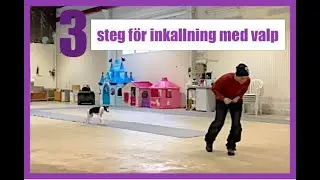 Träna inkallning med valp i tre steg