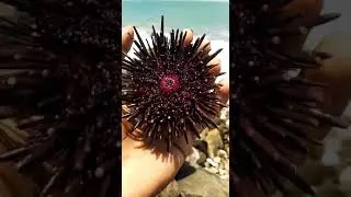 Its was fabulous Sea Archin   in Tamil people say kadal kuchi#seaarchin #sea #beach