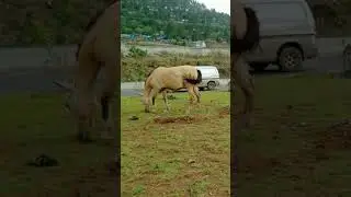 Amazing And Beautiful Horses left behind #viral#cute  #horse