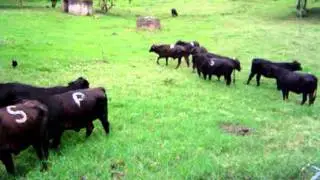 videos brangus en calor MSD Finca Productiva Reproduccion