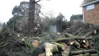 T.H Tree Services, Felling a large pine tree in Benfleet,  Essex.