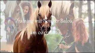 Dressurtraining mit Noriker Balou am 02.02.2020