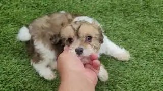 Cavapoo female puppies are sweet playful and available for adoption today. Reserve with deposit.