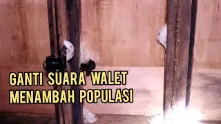 CARA GANTI SUARA UNTUK MEMIKAT ANAK WALET DAN  MENAMBAH POPULASI